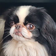 Twix a rejoint le concours — aidez-le/la à gagner de superbes lots ! dog, pet, close_up, fluffy, black_and_white, fur, portrait, animal, cute, eyes, whiskers, nose, face, canine, indoors, soft_light, mammal, companion, adorable, looking_away