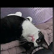 Oreo a rejoint le concours — aidez-le/la à gagner de superbes lots ! cat, black_and_white_cat, pet, cute, animal, feline, whiskers, lying_down, blanket, upside_down, cozy, indoor, close_up, face, fur, relaxed, domestic_cat, pink_nose, curious, resting