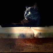 Mignonne participe au concours pour gagner de l'argent avec cette photo : black_cat, cat, animal, pet, yellow_eyes, wooden_surface, dark_background, feline, portrait, relaxing, close_up, side_profile, whiskers, domestic_cat, fur, indoor, quiet, calm, mysterious, shadow