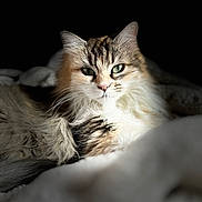 Rosie participe au concours pour gagner de l'argent avec cette photo : cat, fluffy, green_eyes, fur, portrait, close_up, animal, pet, soft_blanket, relaxed, indoor, feline, whiskers, muzzle, ears, light, shadow, focus, cozy, resting