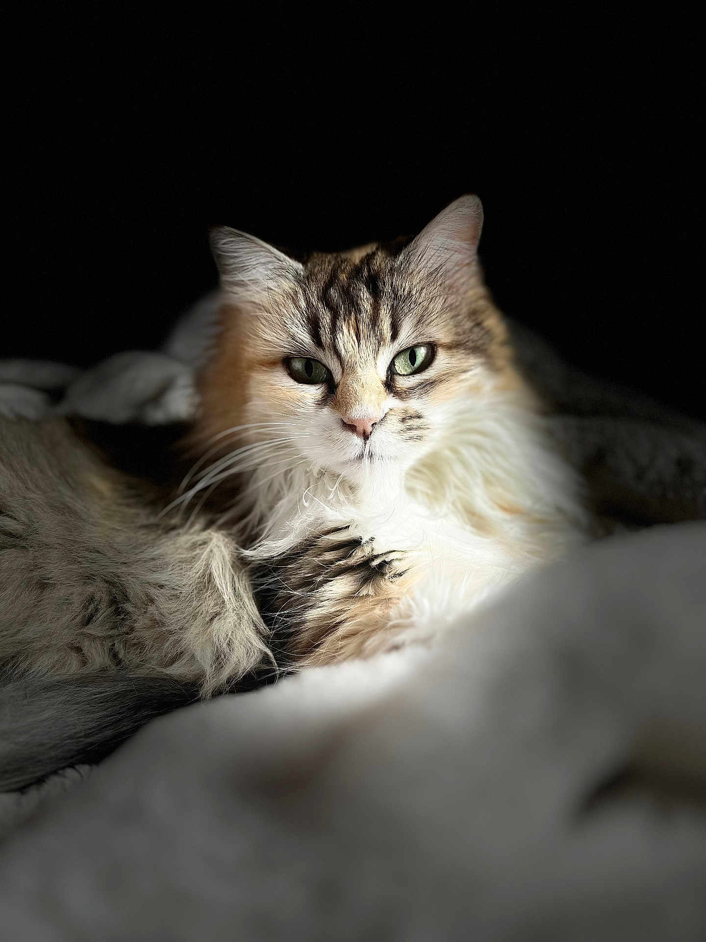 Rosie participe au concours pour gagner de l'argent avec cette photo : cat, fluffy, green_eyes, fur, portrait, close_up, animal, pet, soft_blanket, relaxed, indoor, feline, whiskers, muzzle, ears, light, shadow, focus, cozy, resting
