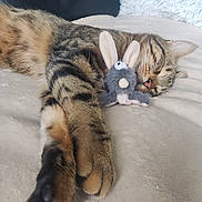 Roger participe au concours pour gagner de l'argent avec cette photo : cat, tabby_cat, sleeping, toy, plush_toy, bunny_toy, paws, close_up, blanket, bed, feline, pet, indoor, resting, cozy, soft_texture, relaxation, animal, cute, napping
