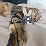 cat, tabby_cat, sleeping, toy, plush_toy, bunny_toy, paws, close_up, blanket, bed, feline, pet, indoor, resting, cozy, soft_texture, relaxation, animal, cute, napping