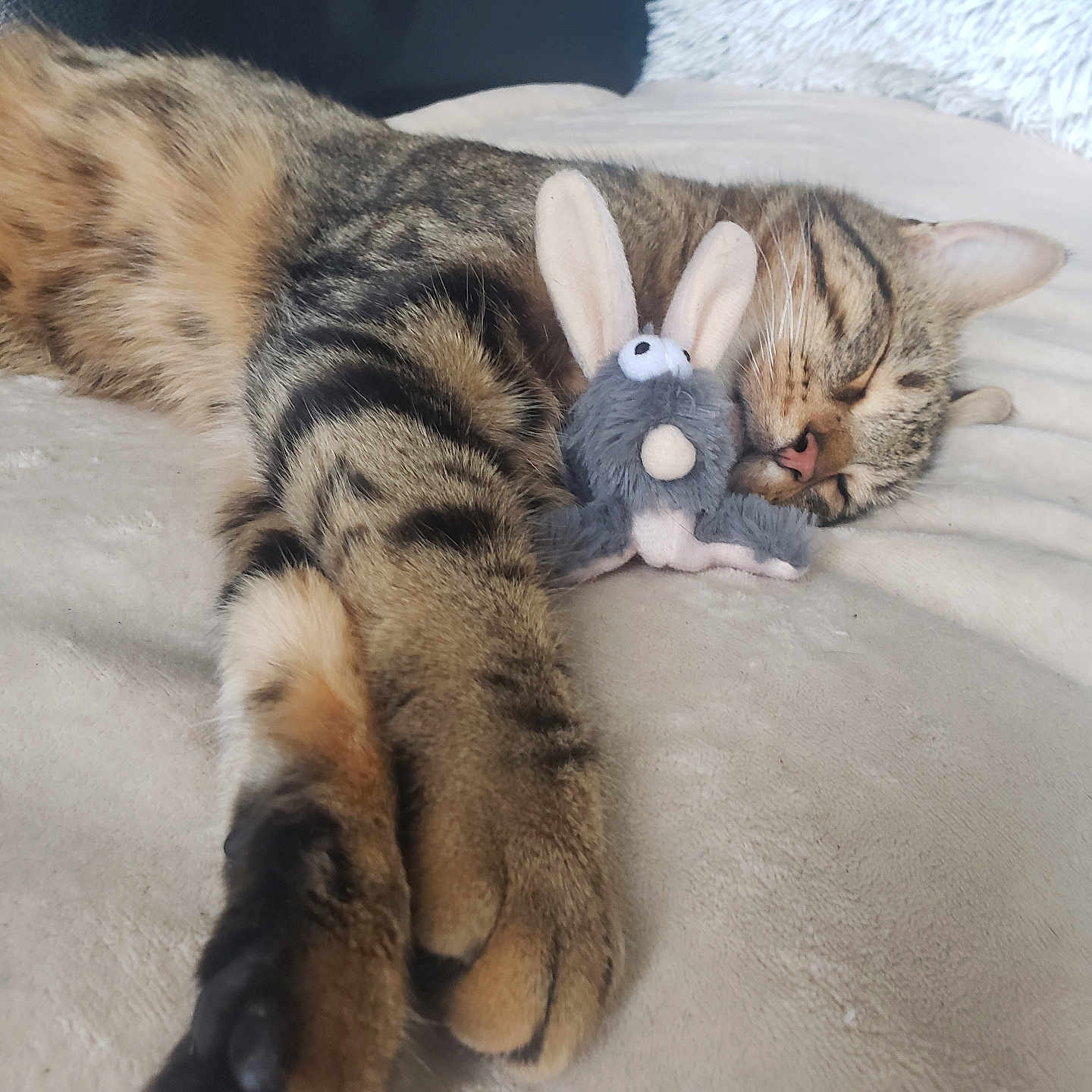 Roger participe au concours pour gagner de l'argent avec cette photo : animal, bed, blanket, bunny_toy, cat, close_up, cozy, cute, feline, indoor, napping, paws, pet, plush_toy, relaxation, resting, sleeping, soft_texture, tabby_cat, toy