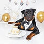 rottweiler, dog, tuxedo, bowtie, cake, balloons, party, celebration, white_background, confetti, paw_prints, plate, floor, pet, festive, decorations, cute, animal, portrait, indoor