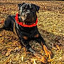 Thunder is registered to the contest to win money with this photo: rottweiler, dog, animal, pet, outdoor, grass, leaves, autumn, fall, collar, festive, red, black, brown, lying_down, nature, sunlight, canine, mammal, cute