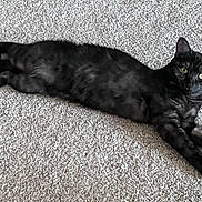 Deva is registered to the contest to win money with this photo: alert, animal, black_cat, carpet, cat, companion, curious, cute, domestic_animal, ears, feline, fur, green_eyes, indoor, laying_down, mammal, pet, relaxed, resting, whiskers