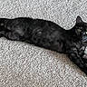 alert, animal, black_cat, carpet, cat, companion, curious, cute, domestic_animal, ears, feline, fur, green_eyes, indoor, laying_down, mammal, pet, relaxed, resting, whiskers