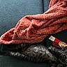 Deva joined the competition — help win amazing prizes! arm, black_cat, blanket, blue_couch, cat, coral_blanket, couch, cozy, fur, furniture, indoor, kitten, nap, pet, relaxing, sleeping, soft_texture, soy_sauce_toy, striped_sleeve, toy