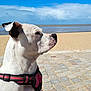 Kina participe au concours pour gagner de l'argent avec cette photo : dog, white_dog, black_spot, pink_harness, beach, sand, ocean, water, sky, clouds, outdoor, pet, portrait, side_view, animal, canine, sunlight, daytime, nature, calm