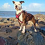 Kina a rejoint le concours — aidez-le/la à gagner de superbes lots ! dog, beach, rock, sand, ocean, sky, cloud, harness, pet, outdoor, animal, canine, sunlight, nature, coast, seashore, standing, alert, daytime, water