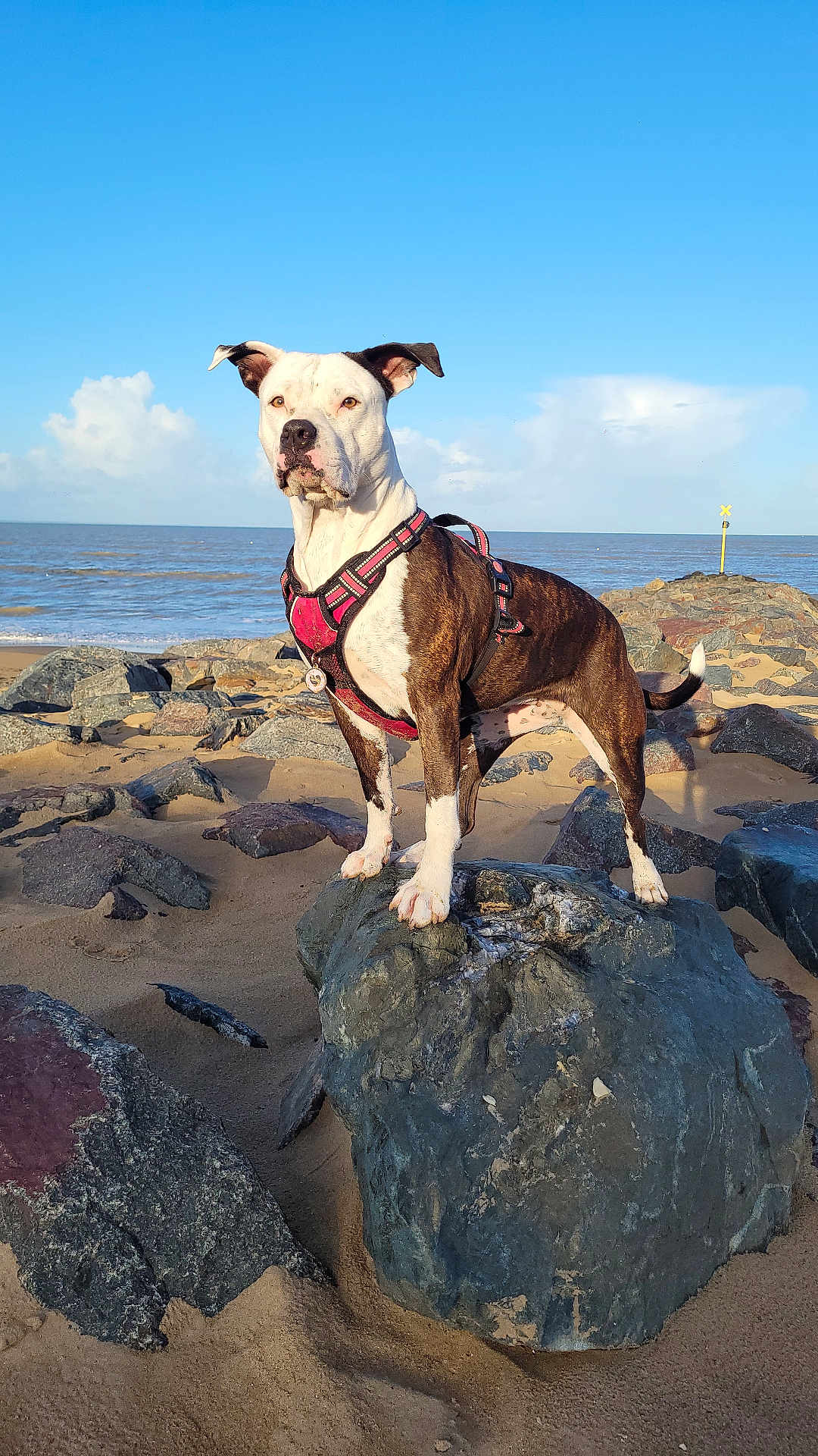 Kina a rejoint le concours — aidez-le/la à gagner de superbes lots ! dog, beach, rock, sand, ocean, sky, cloud, harness, pet, outdoor, animal, canine, sunlight, nature, coast, seashore, standing, alert, daytime, water