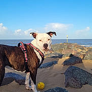 Kina participe au concours pour gagner de l'argent avec cette photo : dog, beach, sand, rocks, sea, sky, clouds, harness, ball, outdoor, pet, animal, canine, nature, sunlight, daytime, playful, curious, water, shore