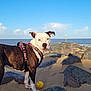 dog, beach, sand, rocks, sea, sky, clouds, harness, ball, outdoor, pet, animal, canine, nature, sunlight, daytime, playful, curious, water, shore