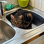 cat, tabby_cat, sink, kitchen, domestic_animal, pet, curious, feline, indoor, resting, fur, whiskers, green_pot, cleaning_cloth, sponges, metal_surface, countertop, tile_wall, household, looking