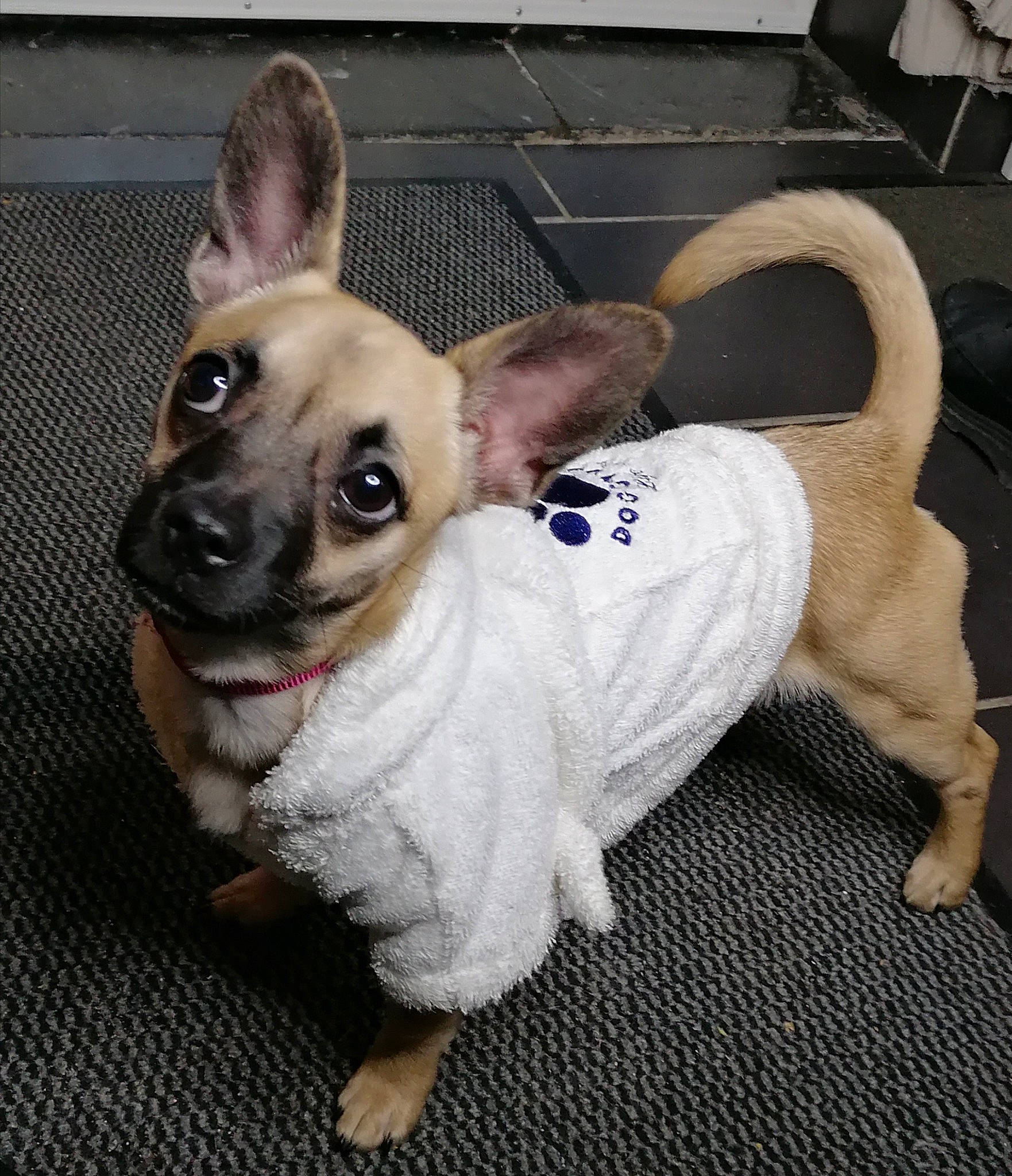 Betty a rejoint le concours — aidez-le/la à gagner de superbes lots ! canidae, carnivore, chihuahua, companion_dog, dog, dog_breed, dog_clothes, ear, eye, fawn, french_bulldog, fur, mammal, paw, pug, puppy, snout, sporting_group, toy_dog, vertebrate