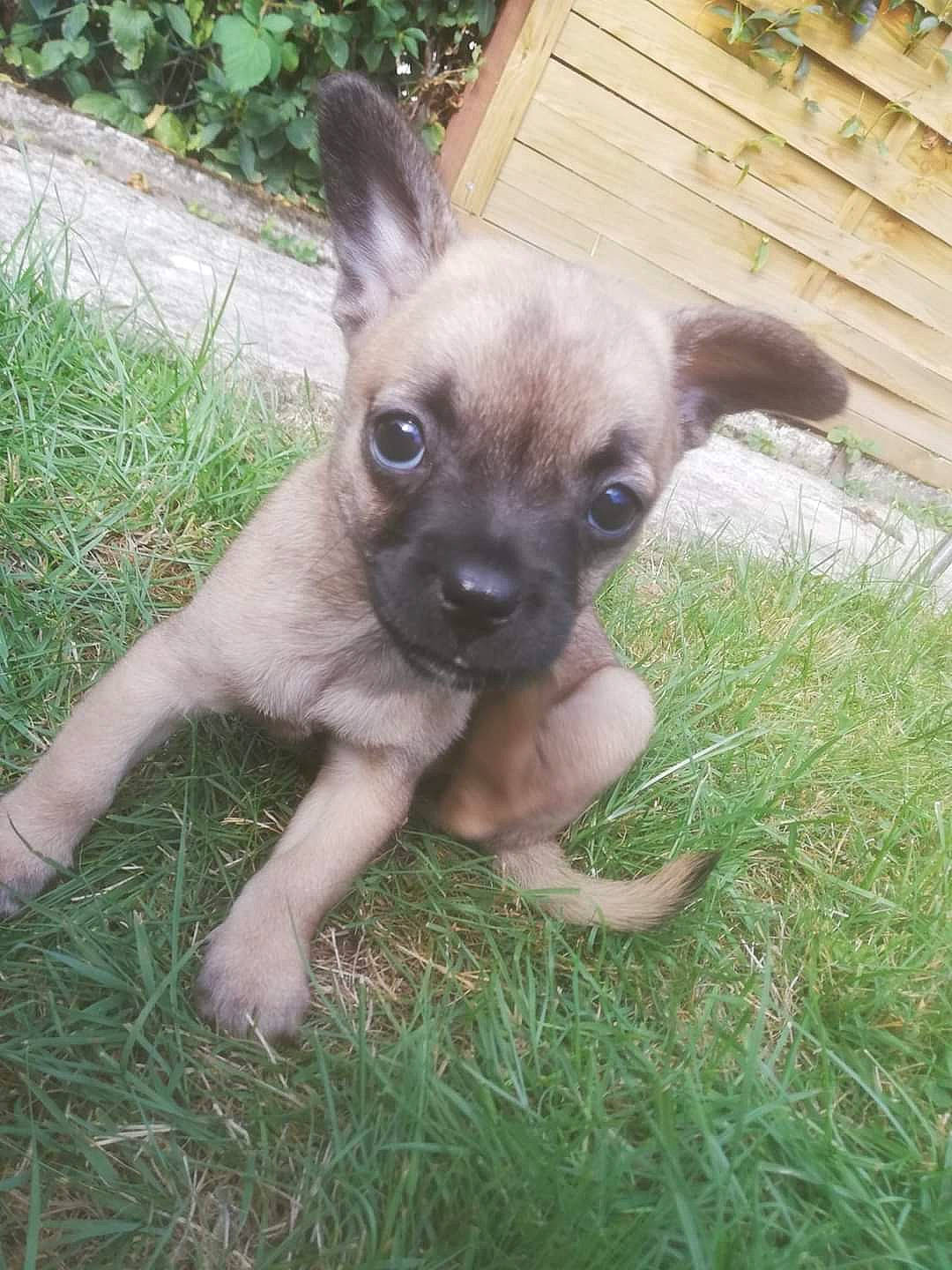 Betty participe au concours pour gagner de l'argent avec cette photo : canidae, carnivore, chihuahua, dog, dog_breed, fawn, grass, mammal, puppy, rare_breed_dog, snout, vertebrate