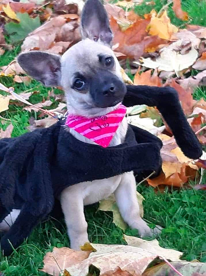 Betty a rejoint le concours — aidez-le/la à gagner de superbes lots ! canidae, carnivore, dog, dog_breed, fawn, feist, italian_greyhound, mammal, mexican_hairless_dog, puppy, snout, toy_dog, vertebrate, whippet