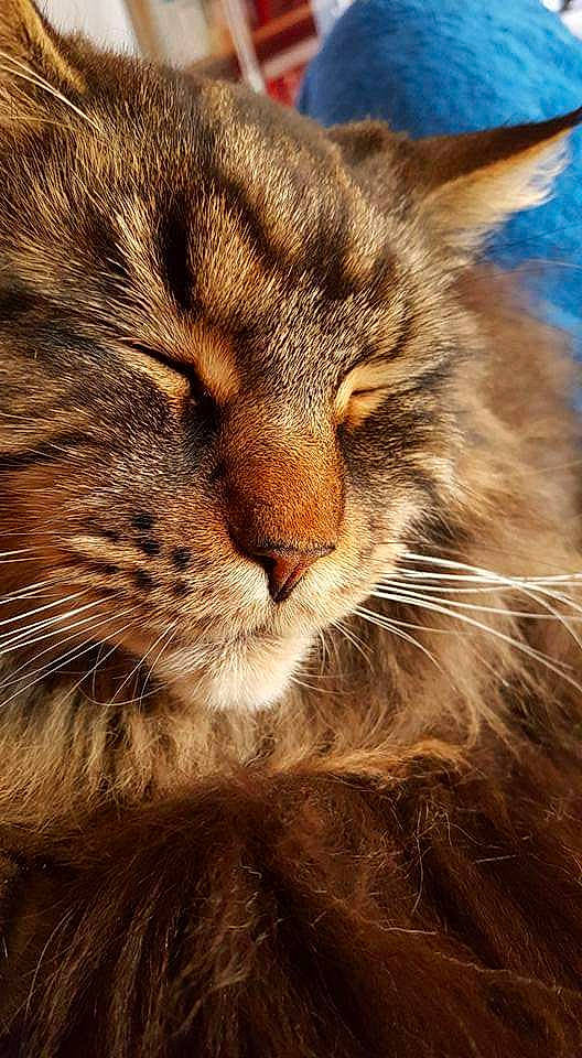 Sherkan a rejoint le concours — aidez-le/la à gagner de superbes lots ! asian, carnivore, cat, close_up, domestic_long_haired_cat, domestic_short_haired_cat, european_shorthair, felidae, fur, kitten, maine_coon, mammal, norwegian_forest_cat, pixie_bob, siberian, small_to_medium_sized_cats, snout, somali, tabby_cat, whiskers