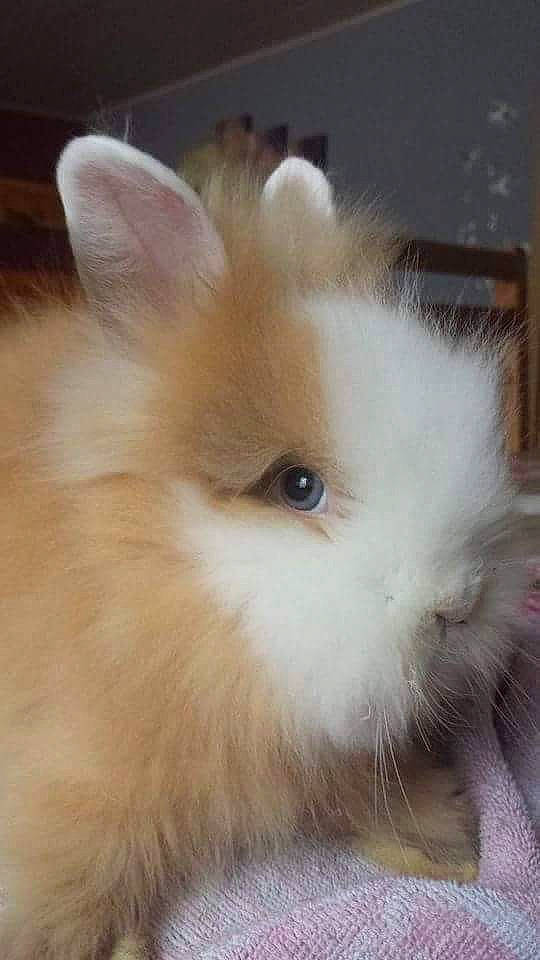 Noisette a rejoint le concours — aidez-le/la à gagner de superbes lots ! angora_rabbit, domestic_rabbit, ear, fawn, fur, iris, mammal, nose, rabbit, rabbits_and_hares, skin, whiskers