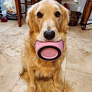 Aggie joined the competition — help win amazing prizes! dog, golden_retriever, pet, indoor, kitchen, tile_floor, bowl, pink_bowl, animal, cute, waiting, looking_up, fur, ears, nose, eyes, wooden_chair, food_bag, household, domestic