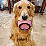 dog, golden_retriever, pet, indoor, kitchen, tile_floor, bowl, pink_bowl, animal, cute, waiting, looking_up, fur, ears, nose, eyes, wooden_chair, food_bag, household, domestic