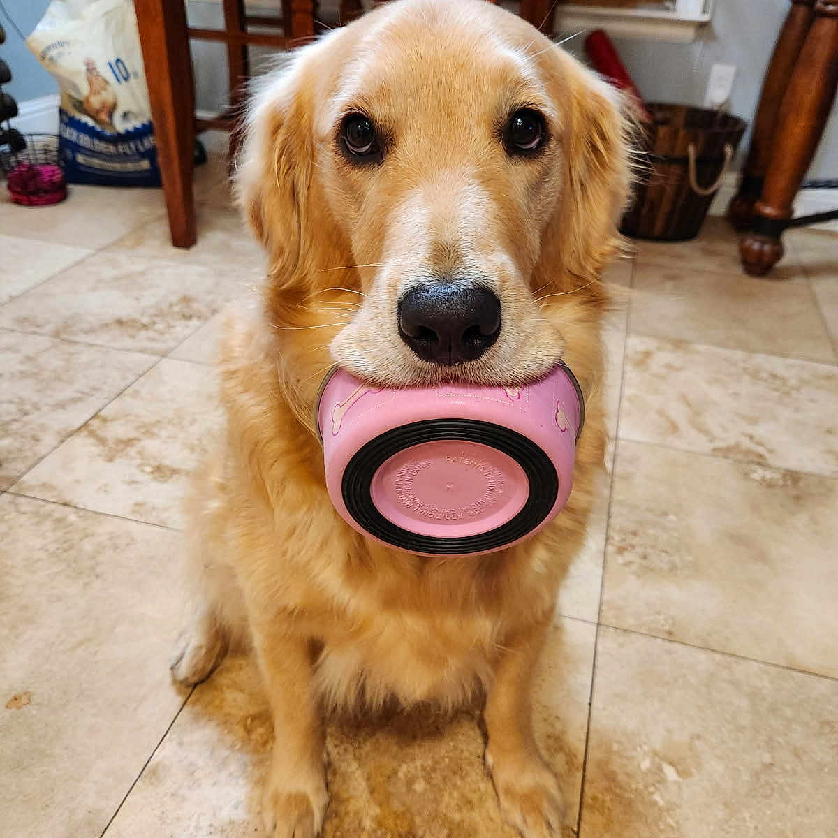 Aggie joined the competition — help win amazing prizes! animal, bowl, cute, dog, domestic, ears, eyes, food_bag, fur, golden_retriever, household, indoor, kitchen, looking_up, nose, pet, pink_bowl, tile_floor, waiting, wooden_chair