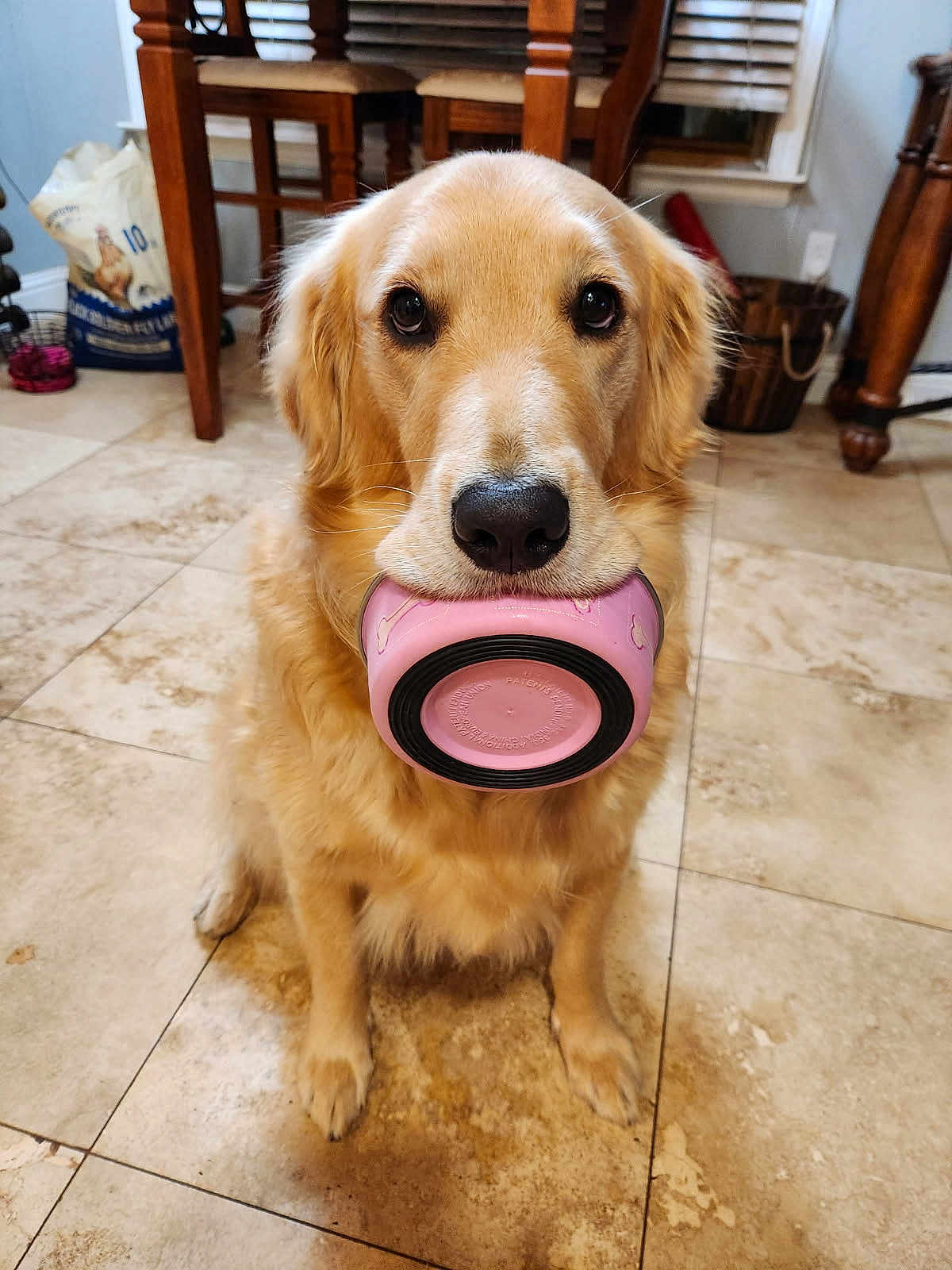 Aggie joined the competition — help win amazing prizes! dog, golden_retriever, pet, indoor, kitchen, tile_floor, bowl, pink_bowl, animal, cute, waiting, looking_up, fur, ears, nose, eyes, wooden_chair, food_bag, household, domestic