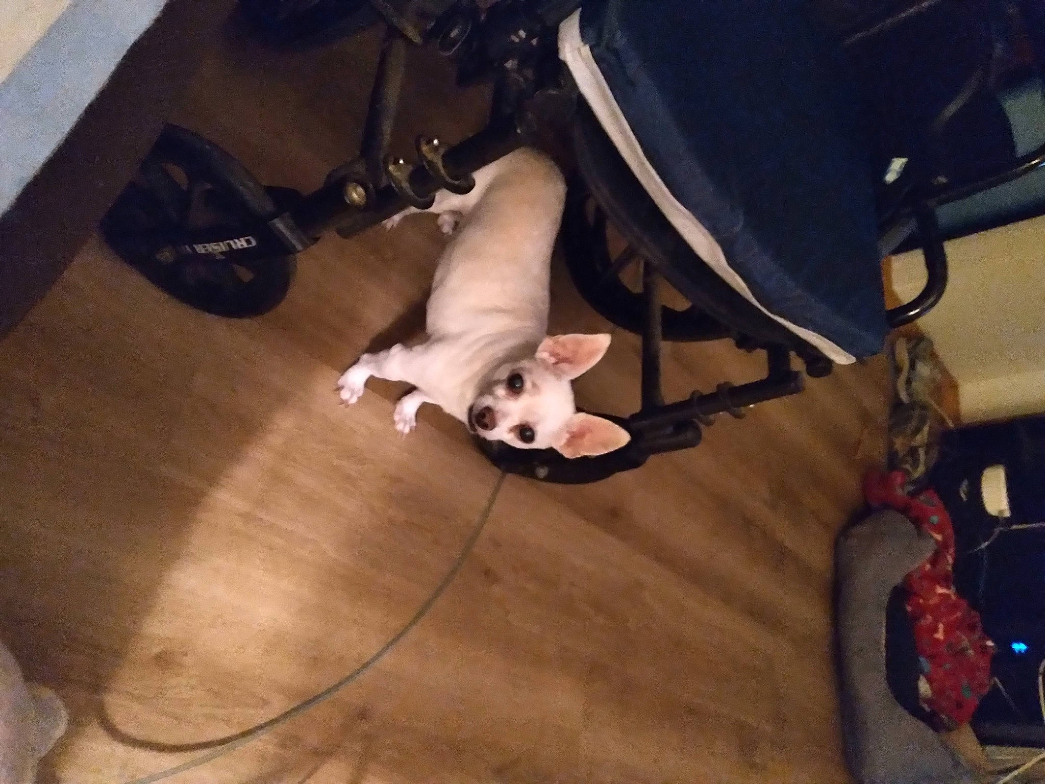 Charlie is registered to the contest to win money with this photo: canidae, carnivore, cat, comfort, companion_dog, dog_breed, fawn, felidae, floor, flooring, hardwood, laminate_flooring, plywood, small_to_medium_sized_cats, snout, sporting_group, tail, whiskers, wood, wood_flooring