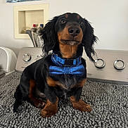 Archie is registered to the contest to win money with this photo: dog, dachshund, bow_tie, collar, pet, sitting, indoor, carpet, rug, appliance, washing_machine_area, dryer_knobs, black_and_tan, close_up, portrait, paws, fur, whiskers, cute, stylish