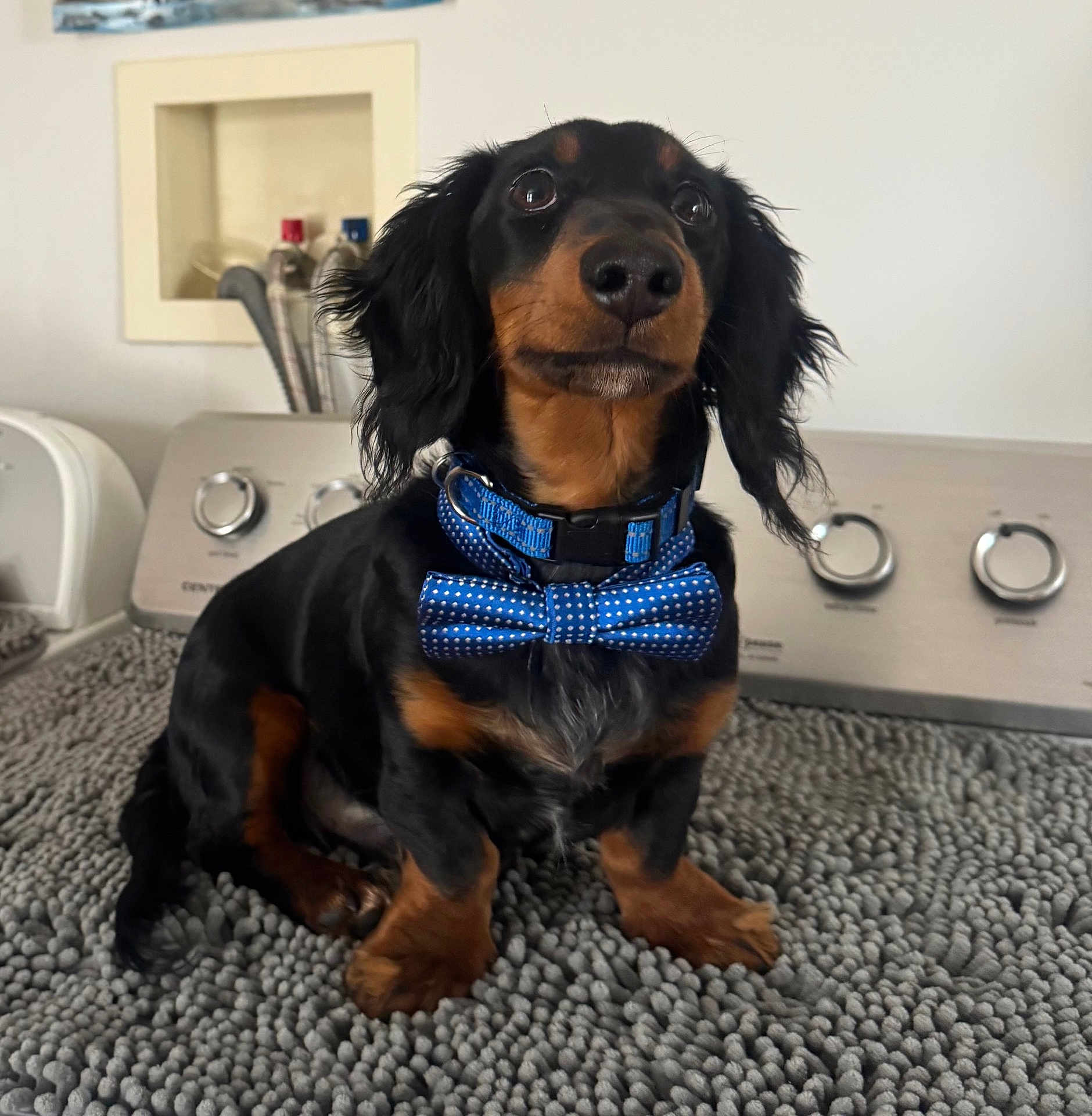 Archie is registered to the contest to win money with this photo: dog, dachshund, bow_tie, collar, pet, sitting, indoor, carpet, rug, appliance, washing_machine_area, dryer_knobs, black_and_tan, close_up, portrait, paws, fur, whiskers, cute, stylish