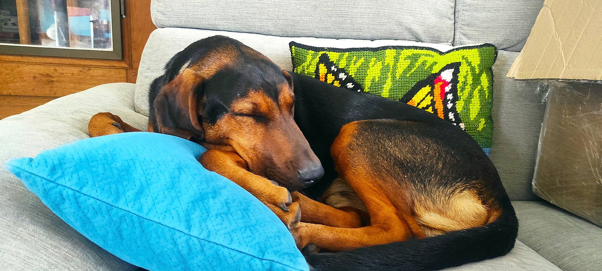 Uki a rejoint le concours — aidez-le/la à gagner de superbes lots ! blanket, canidae, carnivore, comfort, companion_dog, dog, dog_breed, dog_supply, guard_dog, linens, nap, pet_supply, picture_frame, pinscher, sleep, snout, sporting_group, working_animal, working_dog