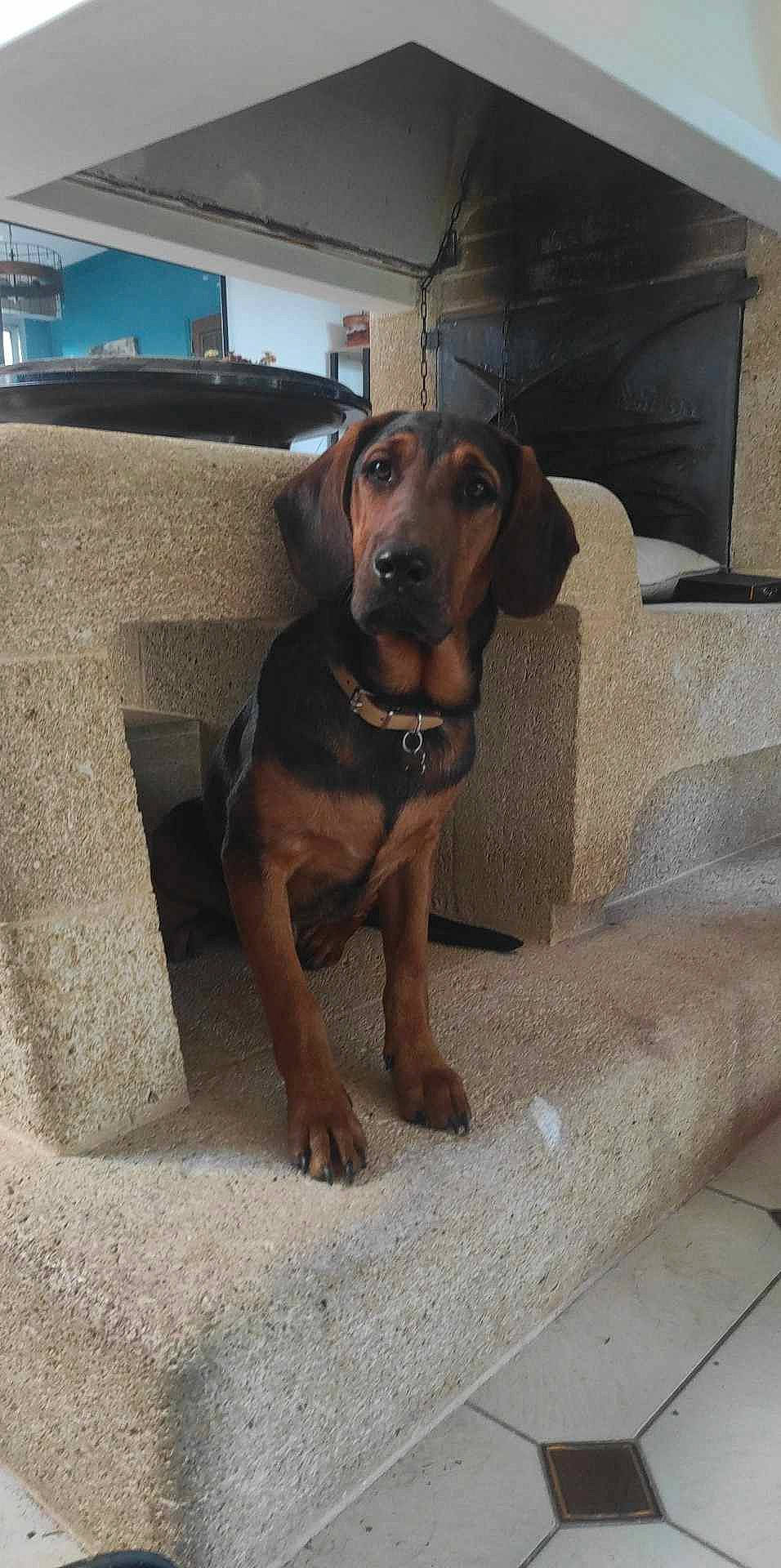 Uki participe au concours pour gagner de l'argent avec cette photo : canidae, carnivore, collar, comfort, companion_dog, couch, dog, dog_breed, dog_collar, dog_supply, fawn, flooring, liver, pet_supply, snout, sporting_group, whiskers, wood, working_animal, working_dog