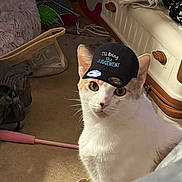 Toot Toot joined the competition — help win amazing prizes! accessory, animal, bag, carpet, cat, closeup, curious, cute, domestic, floor, furniture, hat, household, indoor, orange_spots, pet, playful, shoe, text_on_hat, white_cat