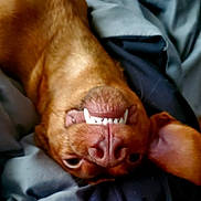 Leroy is registered to the contest to win money with this photo: dog, upside_down, teeth, smile, brown_coat, blanket, pet, canine, closeup, cute, playful, lying_down, fur, nostrils, ears, animal, domestic, cozy, resting, funny