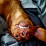 dog, upside_down, teeth, smile, brown_coat, blanket, pet, canine, closeup, cute, playful, lying_down, fur, nostrils, ears, animal, domestic, cozy, resting, funny