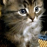 Charlie joined the competition — help win amazing prizes! kitten, cat, furry, cute, pet, animal, whiskers, small_paws, brown_fur, white_paws, close_up, indoor, curious, young, portrait, eyes, feline, texture, woven_surface, domestic_cat
