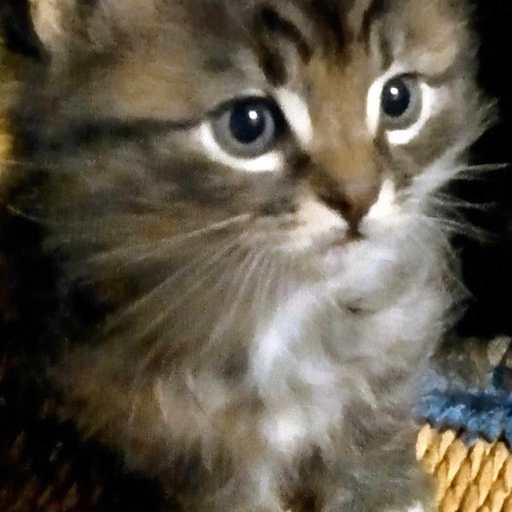 Charlie joined the competition — help win amazing prizes! animal, brown_fur, cat, close_up, curious, cute, domestic_cat, eyes, feline, furry, indoor, kitten, pet, portrait, small_paws, texture, whiskers, white_paws, woven_surface, young