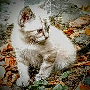 Tulip joined the competition — help win amazing prizes! kitten, cat, animal, outdoor, leaves, nature, fur, cute, small, young, whiskers, curious, ground, plant, pets, mammal, playful, adorable, closeup, fall