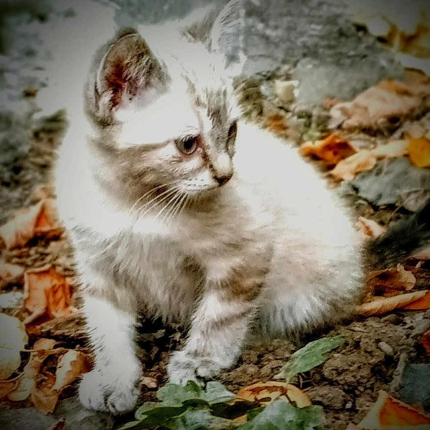 Tulip