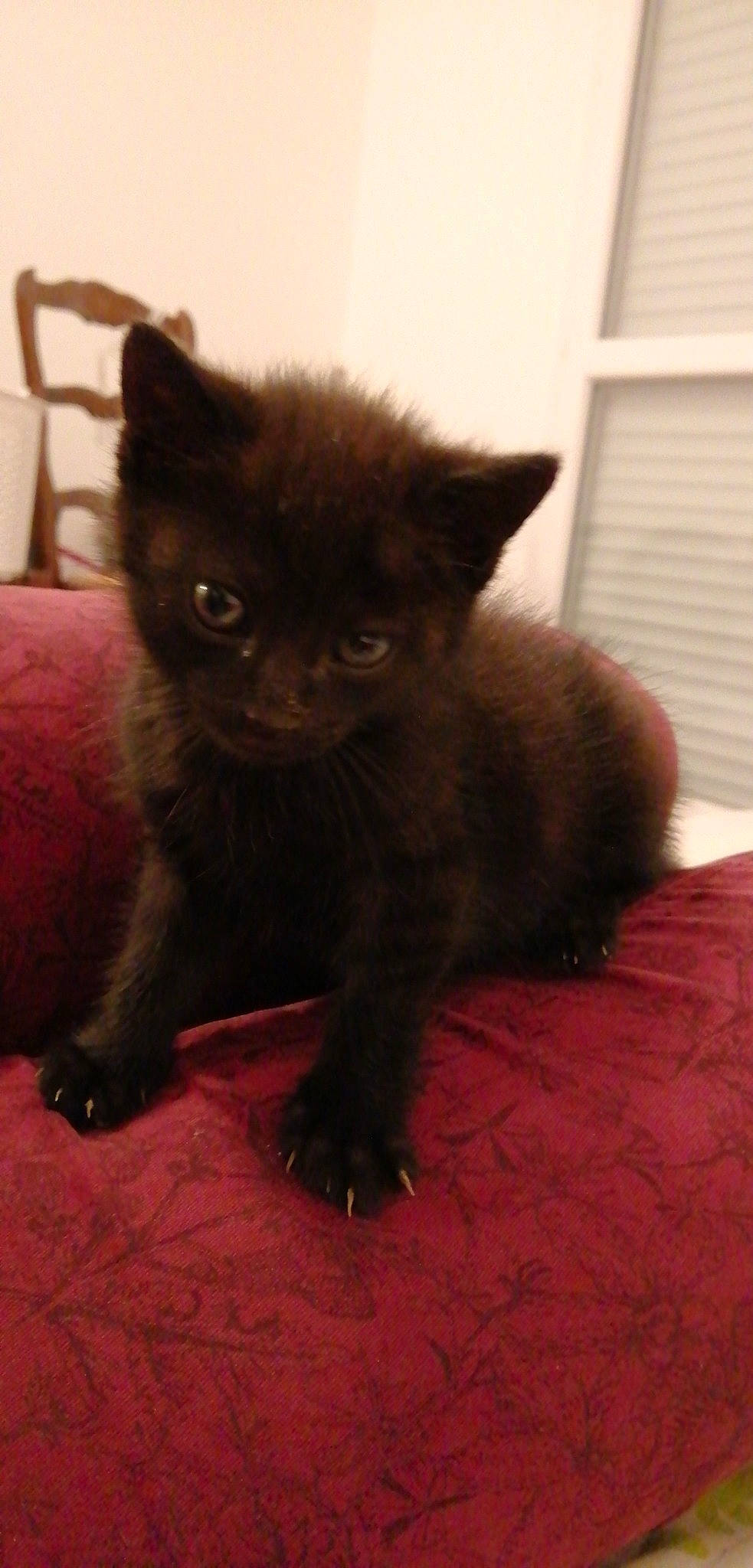 Nala participe au concours pour gagner de l'argent avec cette photo : asian, black, black_cat, bombay, burmese, carnivore, cat, domestic_short_haired_cat, fawn, felidae, fur, german_rex, kitten, korat, mammal, small_to_medium_sized_cats, snout, tail, vertebrate, whiskers