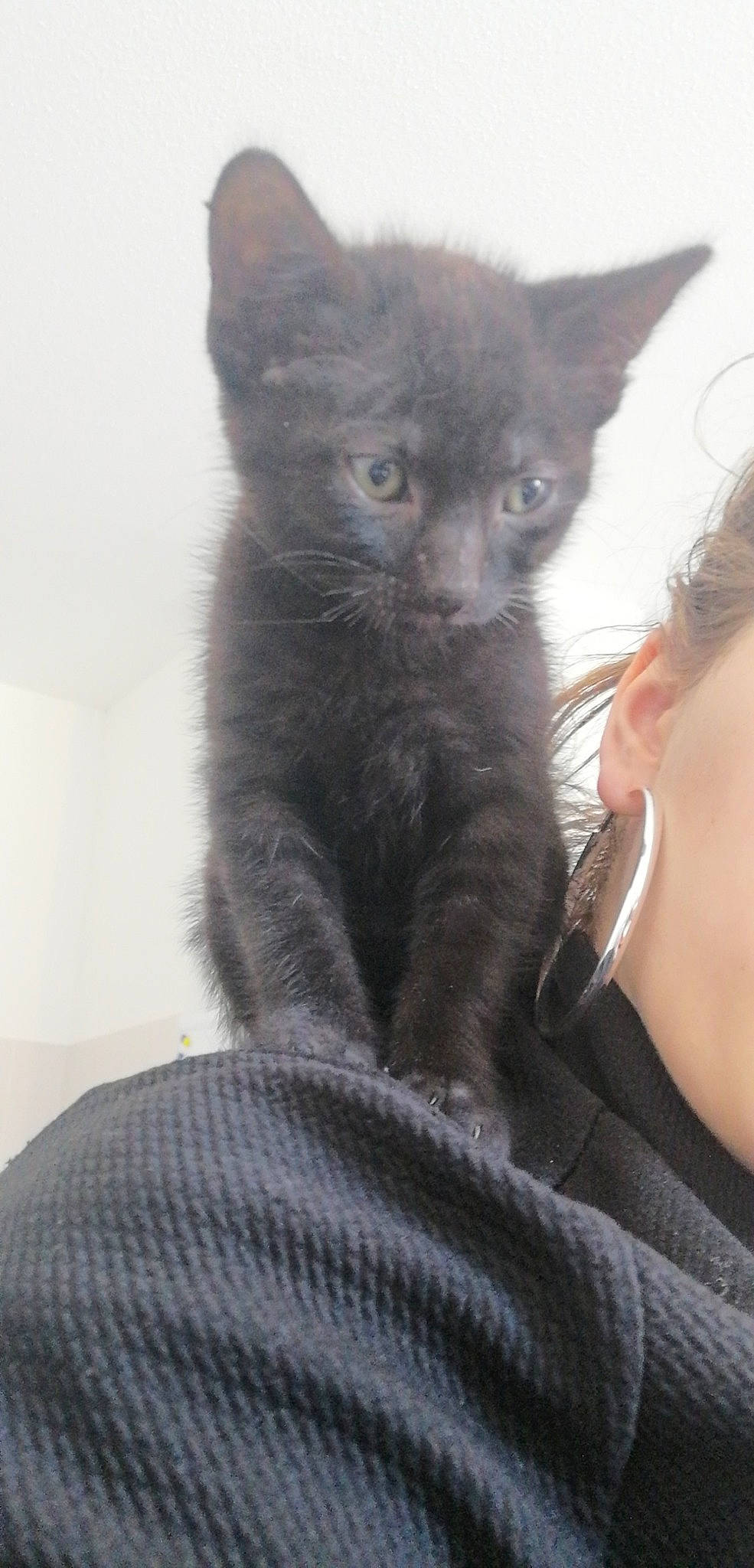 Blaky participe au concours pour gagner de l'argent avec cette photo : asian, black_cat, burmese, carnivore, cat, chartreux, domestic_short_haired_cat, felidae, german_rex, havana_brown, kitten, korat, mammal, nebelung, oriental_shorthair, russian_blue, small_to_medium_sized_cats, snout, vertebrate, whiskers