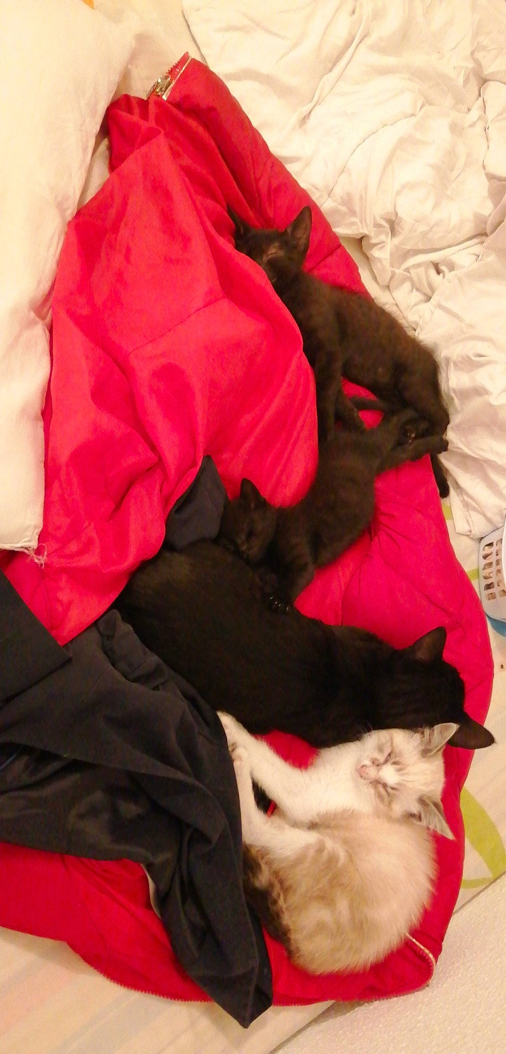 Blaky Sherkan Arthemis Et Nala