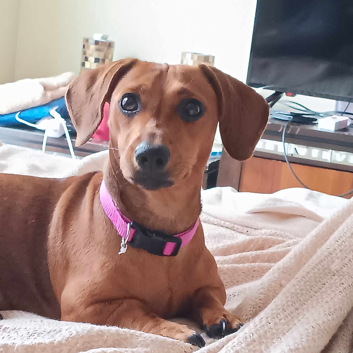 Lucy joined the competition — help win amazing prizes! blanket, brown_dog, canine, curious, cute, dog, domestic_animal, ears, eyes, fur, furniture, indoor, living_room, paw, pet, pink_collar, resting, small_dog, snout, television