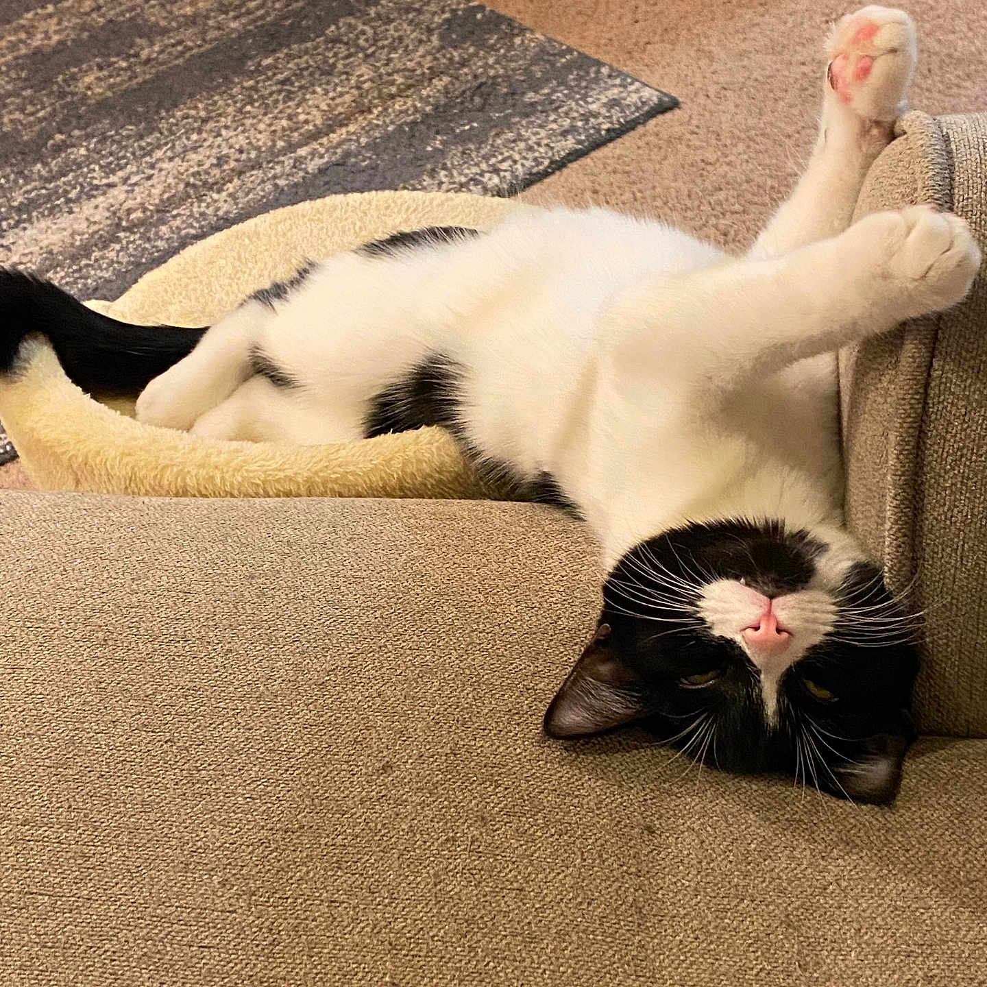 Mila joined the competition — help win amazing prizes! animal, architecture, armchair, blanket, building, cat, chair, couch, cushion, furniture, homedecor, indoors, interiordesign, kitten, livingroom, manx, person, pet, room, sleeping