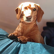 Reiky participe au concours pour gagner de l'argent avec cette photo : animal, bed, blue_bedspread, brown_coat, canine, cute, dog, domestic, ears, fur, indoor, nosed, paws, pet, portrait, relaxed, resting, shadow, sunlight, warm_light