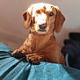 animal, bed, blue_bedspread, brown_coat, canine, cute, dog, domestic, ears, fur, indoor, nosed, paws, pet, portrait, relaxed, resting, shadow, sunlight, warm_light