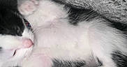 Moo Moo Cow is registered to the contest to win money with this photo: animal, black_and_white, cat, closeup, cozy, cute, fur, grey, indoor, kitten, paw, pet, pink_paw, relaxed, resting, sleeping, small, soft, texture, whiskers