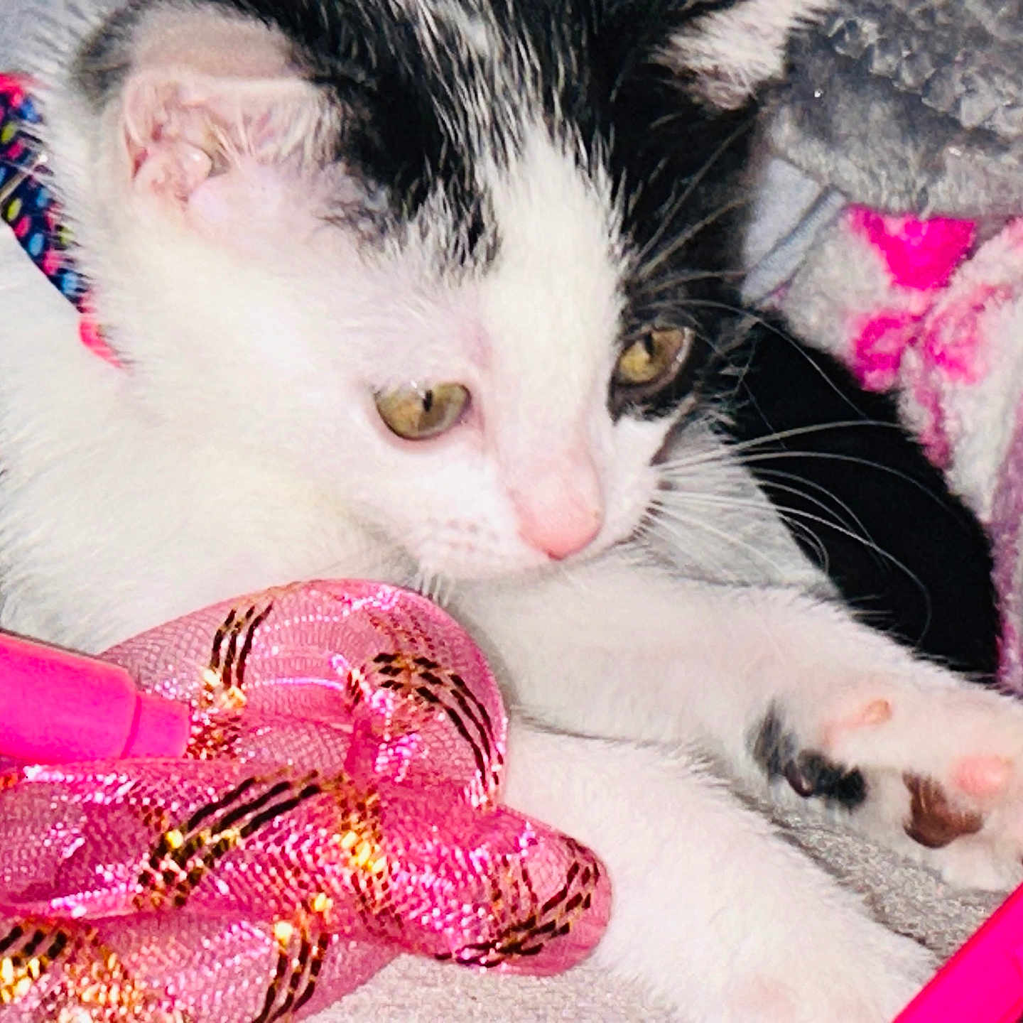 Moo Moo Cow is registered to the contest to win money with this photo: animal, black, blanket, cat, closeup, collar, cozy, curious, cute, fur, gold, indoor, kitten, paw, pet, pink, playful, toy, whiskers, white