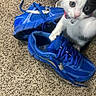 Moo Moo Cow joined the competition — help win amazing prizes! animal, bell, blue_shoes, carpet, cat, closeup, collar, curious, footwear, home, indoor, kitten, nike, paw, pet, playful, sneaker, texture, white_and_black_cat, young_cat